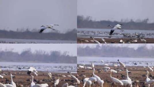 飞翔的白鹤、鄱阳湖候鸟视频高清在线视频素材下载