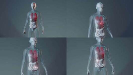 人类男性内部器官表示高清在线视频素材下载