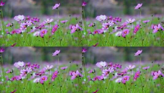 格桑花合集 格桑花海 野花盛开 格桑花升格高清在线视频素材下载