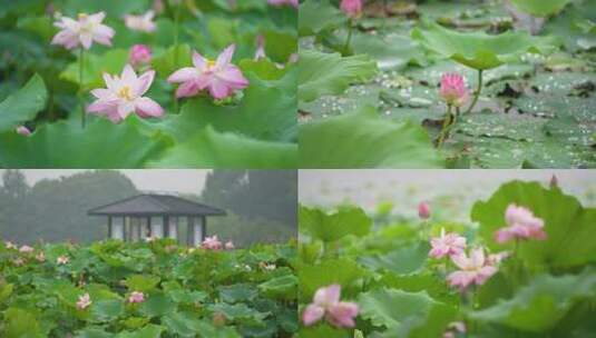 [4K合集]夏季雨天荷叶荷花特写高清在线视频素材下载