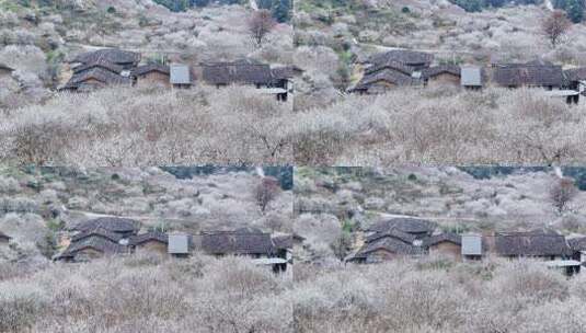 福州永泰青梅花航拍（葛岭万石村）4高清在线视频素材下载