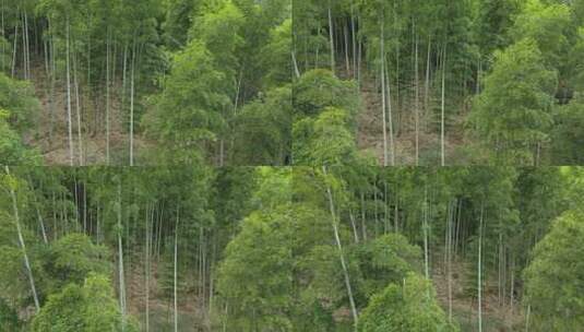 高山上的绿色竹林竹子高清在线视频素材下载