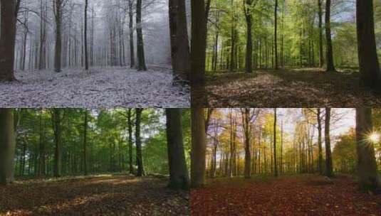 森林，环路过渡，林地，季节变化高清在线视频素材下载