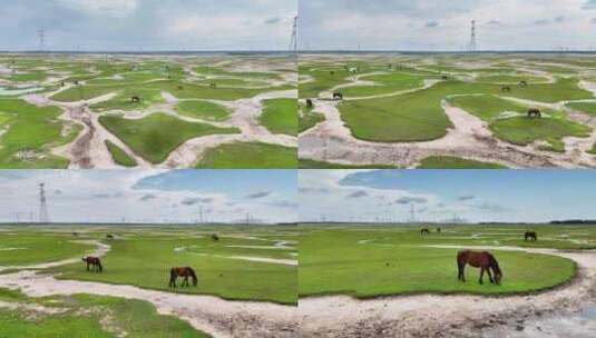 大庆市草原马群马在吃草高清在线视频素材下载