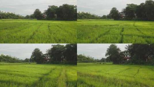 水稻，水稻，种植园，田地高清在线视频素材下载