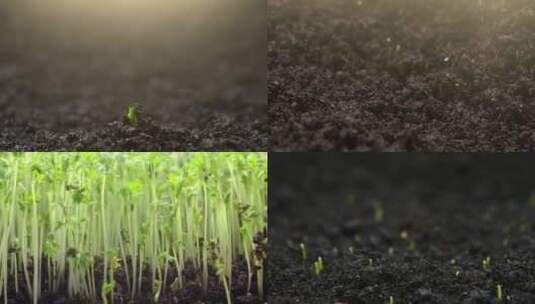 春天植物生长种子发芽破土而出新生嫩芽高清在线视频素材下载