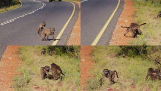 狒狒，猴子，战斗，道路高清在线视频素材下载