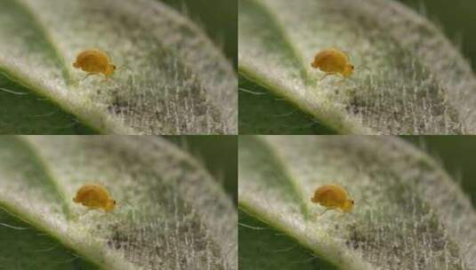 昆虫，球形弹簧，植物，节肢动物高清在线视频素材下载