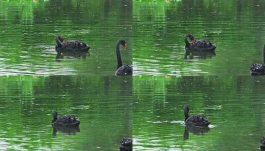 夏天雨水下雨天池塘水面觅食的黑天鹅高清在线视频素材下载