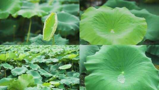 荷塘下雨高清在线视频素材下载