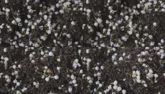 升格慢动作微距特写茉莉花与茉莉花茶制作高清在线视频素材下载