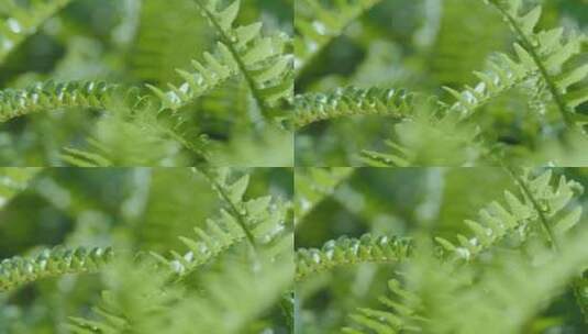 春天绿色蕨类植物高清在线视频素材下载