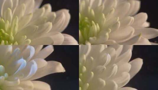 菊花清明鲜花花卉微距特写黑场背景4k (9)高清在线视频素材下载