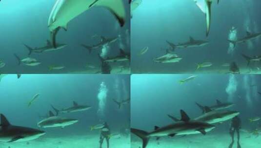 鲨鱼在海底游泳的镜头高清在线视频素材下载