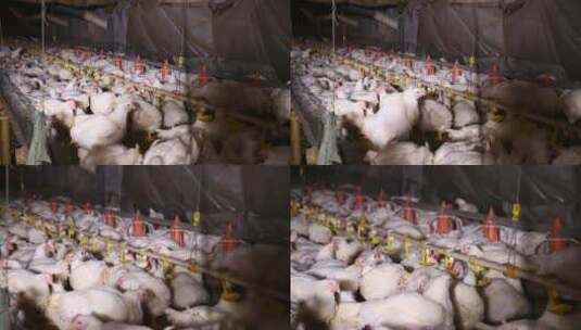 养鸡场饲养白羽鸡环境 (3)高清在线视频素材下载