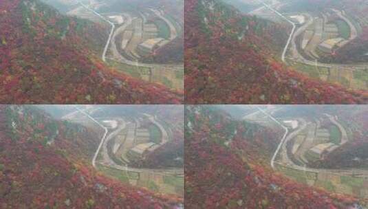 路穿插在漫山遍野的红叶中高清在线视频素材下载