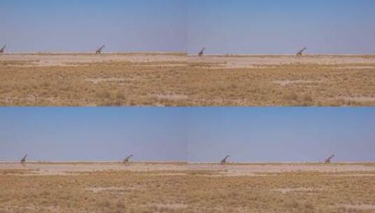 国家公园草地上的长颈鹿高清在线视频素材下载