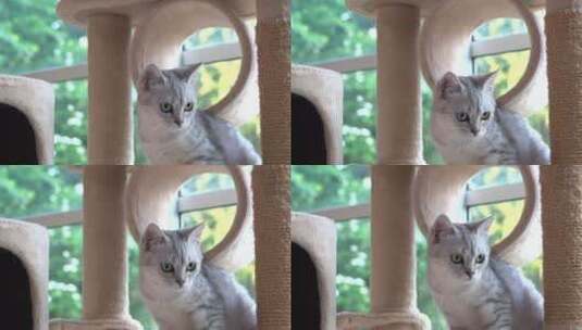 猫在猫塔上玩耍高清在线视频素材下载