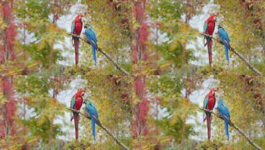树枝上的两只鹦鹉高清在线视频素材下载