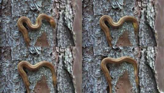 树上爬过黄色的老鼠蛇高清在线视频素材下载