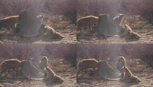 鬣狗捕食高清在线视频素材下载