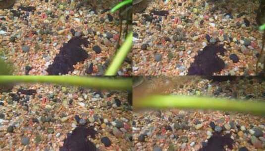 水下拍摄铺满沙石的鱼缸和水草高清在线视频素材下载