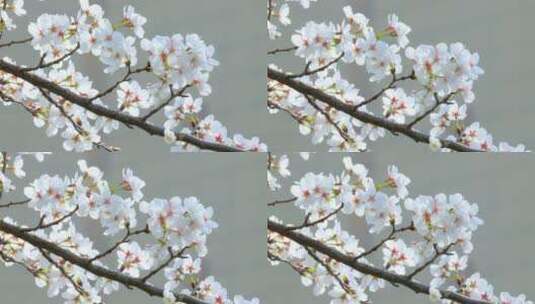春天樱花花朵花瓣花苞洁白温馨高清在线视频素材下载