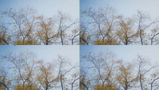 实拍秋天树枝树叶植物高清在线视频素材下载