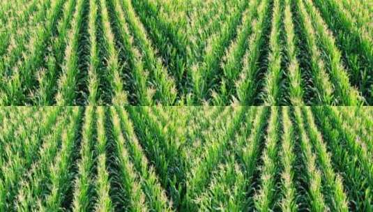 航拍农田农场玉米地高清在线视频素材下载