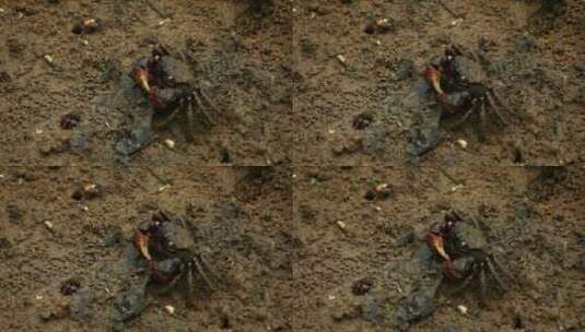 螃蟹在肮脏的泥里吃东西高清在线视频素材下载