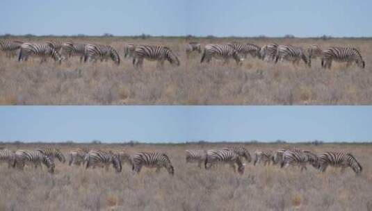 一群斑马在大草原上吃东西高清在线视频素材下载