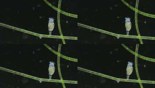 浮游生物动物素材，显微镜下的轮虫2高清在线视频素材下载