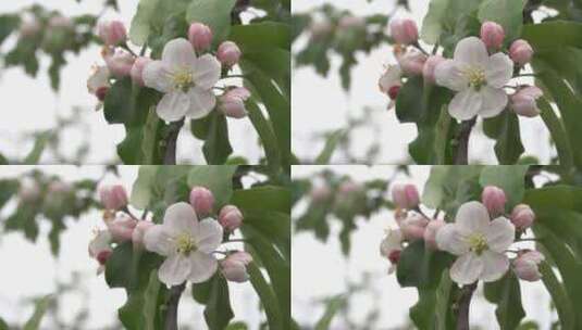 陕西苹果花  苹果花 果园高清在线视频素材下载