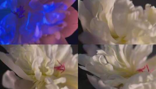 【镜头合集】微距鲜花摄影富贵芍药洋牡丹高清在线视频素材下载