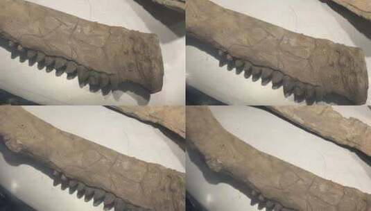 恐龙化石原始恐龙骨骼高清在线视频素材下载