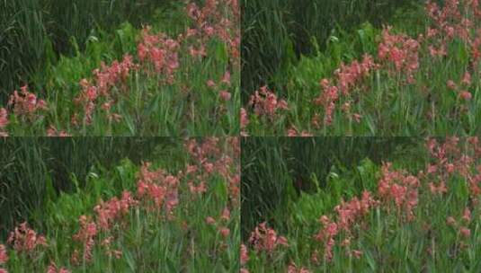 山林野外花卉植物高清在线视频素材下载