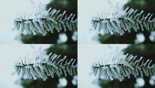 挂满冰霜的杉树镜头三组高清在线视频素材下载