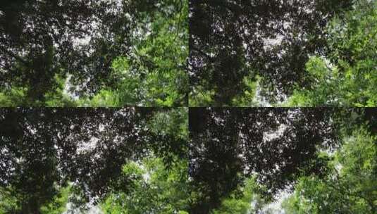 低角度拍摄阳光透过树林高清在线视频素材下载