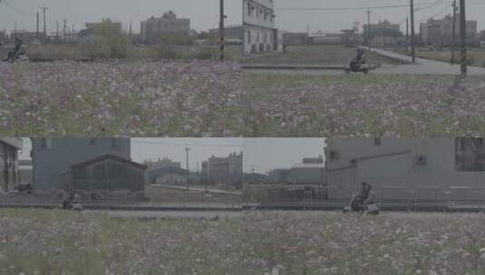 摩托行驶在花田里高清在线视频素材下载