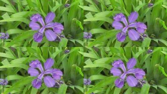 绽放的紫色兰花高清在线视频素材下载
