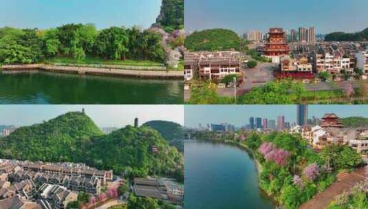 广西柳州4月的紫荆花航拍2022年最新高清在线视频素材下载