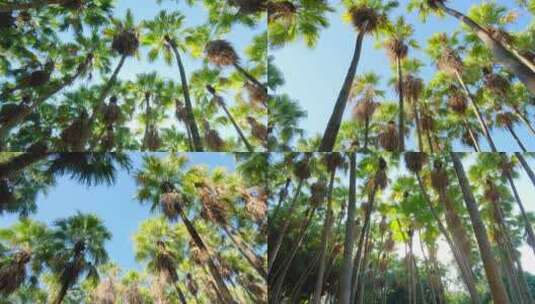 唯美阳光高大的热带植物棕榈树林合集高清在线视频素材下载