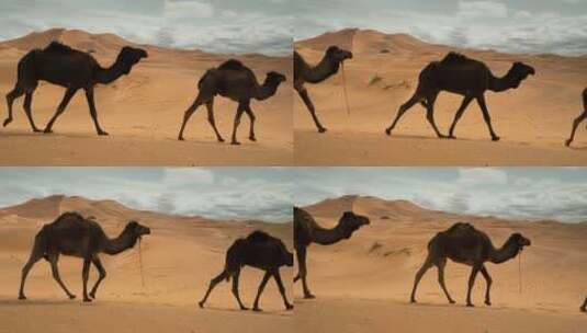 骆驼沙漠动物丝绸之路高清在线视频素材下载