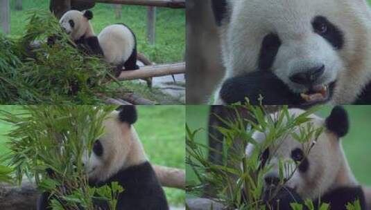 国宝大熊猫吃竹子【镜头合集】高清在线视频素材下载