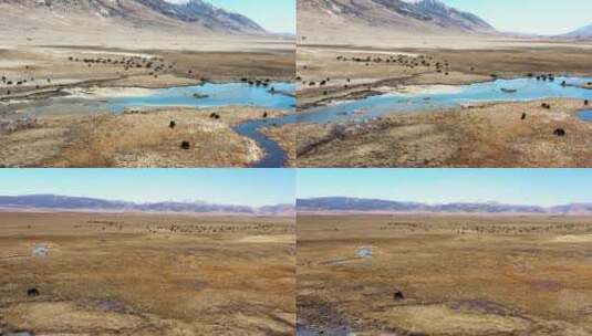 4K青藏高原草原航拍素材（黄）5高清在线视频素材下载