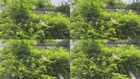 紫藤萝植物高清在线视频素材下载