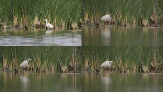 湿地湖泊白鹭觅食捕鱼慢镜头高清在线视频素材下载
