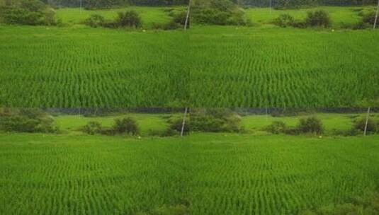 航拍农村水稻高清在线视频素材下载