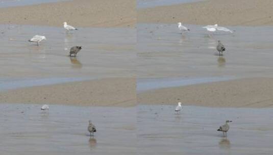 海滩上觅食的海鸥高清在线视频素材下载