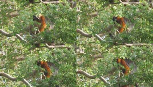 猴子爬树枝高清在线视频素材下载